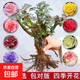 玫瑰老樁花苗室內(nèi)外盆栽地栽陽臺(tái)四季開花好養(yǎng)易活花卉月季苗秧 混色系【10顆裝】+肥料