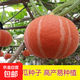 紅蜜板栗貝貝南瓜種籽高產(chǎn)紅栗南瓜種子春秋季香甜糯四季蔬菜種孑 紅貝貝南瓜種子 5包約50粒