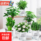 綠籮發(fā)財樹(shù)水培植物盆栽室內富貴竹薄荷多肉花卉四季綠植梔子花蘿 【6盆】發(fā)財樹(shù)+富貴竹+梔子+文竹+羅漢松+萬(wàn)重山 含盆