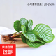 水培植物青蘋果竹芋綠植盆栽四季常青室內(nèi)辦公桌好養(yǎng)喜陰凈化空氣 青蘋果竹芋20-25cm 1棵【不含瓶】