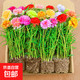 太陽(yáng)花盆栽苗大花帶根太陽(yáng)花苗四季開(kāi)花植物室內室外好養花卉 混色10棵
