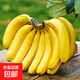 正宗廣西甜香蕉旺達(dá)當(dāng)季新鮮水果青蕉發(fā)貨現(xiàn)摘甜糯便宜新鮮好吃 田東香蕉1斤（凈重） 青皮發(fā)貨