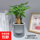發(fā)財(cái)樹盆栽大植物室內(nèi)辦公室桌面客廳小盆景招財(cái)樹苗綠植花卉盆栽 三桿發(fā)財(cái)樹 5-8cm【繁星吸水盆】 【送肥料】