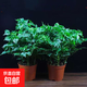 幸福樹(shù)平安樹(shù)綠植花卉小盆栽室內(nèi)客廳辦公室四季常青植物凈化空氣 5A幸福平安樹(shù)2盆多顆原盆+肥料