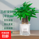 發(fā)財樹(shù)盆栽水培桌面綠植物工位擺件招財辦公室內送禮花卉源頭直發(fā) 三桿發(fā)財樹(shù)【早安盆】送肥料