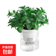薄荷盆栽好養(yǎng)留蘭香驅(qū)蚊植物綠植留蘭香花卉綠植香草植物 薄荷+透明吸水盆