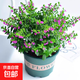 滿天星盆栽室內陽臺庭院好養(yǎng)花卉植物盆栽四季開花不斷帶花苞發(fā)貨 大葉-滿天星【1盆】加侖盆