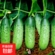 【高產(chǎn)】滿(mǎn)地爬黃瓜種子水果小青瓜苗帶土幼苗秧苗種苗壽光老品種 壽禾爬滿(mǎn)地黃瓜種子200粒3包
