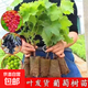 陽光玫瑰葡萄樹苗盆栽包成活果樹苗南北方種植葡萄苖當年結(jié)果 陽光玫瑰苗【原盆原土】1顆裝