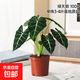 綠天鵝絨海芋盆栽白犀牛天鵝絨綠植竹芋室內(nèi)客廳陽臺觀葉網(wǎng)紅植物 【桌面優(yōu)選】單株25-30cm-基地原盆