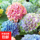 繡球花苗盆栽庭院花八仙花盆栽繡球花大苗無盡夏繡球室卉室外庭院 魔幻革命【10號】原土發(fā)貨【當(dāng)年開花】