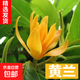 白蘭花玉蘭花樹苗帶花苞矮化老樁盆栽紫黃角蘭四季開花卉綠植植物 精品黃蘭1.2米（花期帶花苞）