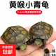 皖南純種北石小青龜發(fā)色黃喉龜幼龜苗觀(guān)賞寵物小烏龜活物石金錢(qián) 5-6厘米飼養發(fā)色中 2只情侶小青