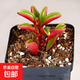 紅背椒草多肉大顆多頭老樁綠植稀有貴貨多肉植物美觀(guān)趣味凈化空氣 紅背椒草單頭 不含盆