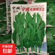 雞毛菜種子南瓜黃秋葵青梗菜青菜豌豆白菜扁豆荷蘭豆茼蒿豆角種子 寧豌無(wú)須豌豆種子尖原裝500克1袋