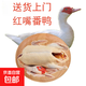 【大廠(chǎng)貨源】生鮮現殺白番鴨豚鴨農家紅頭嘴臉散養土老鴨子洋飛鴨 4-5斤/只