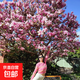 玉蘭花樹(shù)苗帶花苞盆栽適合家門(mén)口種的大樹(shù)庭院耐寒紫白廣玉蘭花卉 【紫玉蘭】4cm粗，高度1.6米左右