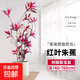 大型盆栽金錢(qián)樹(shù)落地植物發(fā)財樹(shù)清香木天堂鳥(niǎo)米蘭辦公室內中型植物 紅葉朱蕉1.4-1.5米【聚寶盆】 含盆