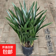 墨蘭企黑特級(jí)墨蘭蘭花盆栽室內(nèi)濃香型耐寒綠植盆栽客廳好養(yǎng)綠植 精選墨蘭1盆8-10顆苗+原盆土【40-50cm】