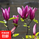 庭院植物紫玉蘭花樹(shù)苗南方北方種植苗木紅玉蘭白玉蘭紫耐寒綠化苗 紫玉蘭2公分1顆 70cm(含)-79cm(含)