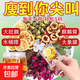 檸檬山楂荷葉茶陳皮決明子減肚子減肥瘦身塑身茶養(yǎng)生茶獨立包裝 【鞏固裝】檸檬山楂荷葉茶2袋【5g*25包*2】 陳皮、山楂、檸檬、荷葉、決明子