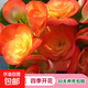 麗格海棠重瓣大花盆栽紅玫瑰室內(nèi)客廳陽臺(tái)四季開凈化空氣好養(yǎng)花卉 紅邊黃心 麗格海棠帶花苞 不含盆