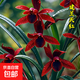 蘭花苗建蘭【天紅】國蘭好養(yǎng)濃香花卉盆栽 花開包對版 天紅5苗連體裸根壯苗送花肥