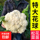 紫甘藍秧苗帶土球早熟卷心菜包心菜春秋冬四季盆栽陽(yáng)臺庭院蔬菜苗 松花菜苗12棵