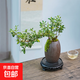 【禪意】懸崖金邊六月雪帶陶瓷盆小盆景植物辦公室內(nèi)綠植盆栽盆景 懸崖六月雪+蛋殼型盆+底座+苔蘚