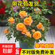 果汁陽(yáng)臺(tái)月季花苗四季開(kāi)花卉盆栽綠植物室內(nèi)花易活玫瑰帶花苞庭院 果汁陽(yáng)臺(tái)【大花濃香，月月開(kāi)分枝多】 【帶花苞】【盆口徑15cm】原盆冠25高35