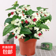 龍吐珠盆栽帶花室內(nèi)桌面好養(yǎng)花卉陽(yáng)臺(tái)庭院爬藤植物藤本四季開(kāi)花苗 2年苗龍吐珠帶花（原土原盆）20厘米 含盆