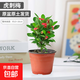 虎刺梅盆栽花卉海棠花鐵海棠四季開花植物室內(nèi)外陽臺(tái)庭院帶花綠植 虎刺梅1盆（15-20cm)原盆原土+肥料