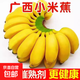 廣西小米蕉當(dāng)季新鮮應(yīng)季水果日日鮮香甜小香蕉芭蕉孕婦水果整箱 帶箱2斤 酸甜口的小香蕉