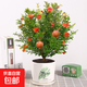 石榴花苗盆栽景帶果發(fā)貨可食用植物室內花卉綠植年宵花四季開(kāi)好養 【優(yōu)選】大棵石榴花+一片葉陶瓷盆