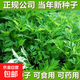 養(yǎng)生艾草種子艾葉香草四季播遏草驅(qū)蚊陽臺(tái)盆栽泡澡種子大全 艾草種子 5包約2500粒