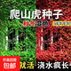 花卉種子花籽四季種易活四季開(kāi)花室外鮮花盆栽種植庭院室內多年生 爬山虎種子 500克（更實(shí)惠）