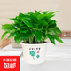 【整體高度18-28CM】綠蘿盆栽植物凈化空氣新房吸甲醛好養(yǎng)花卉 180#四葉草幸運盆綠蘿1盆+肥1 花盆直徑約為15CM