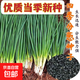 【隨種隨吃】四季小香蔥種子蔥種庭院陽臺盆栽地栽小蔥蔬菜種子 小香蔥種子【5包約1500?！?原廠封裝