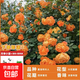 1.6米爬藤月季大苗蒂娜四季開花薔薇基地直發(fā)【買就送扦插小苗】 夏洛特夫人1.6米開花爆滿 送種植說明書