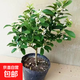 帶花或帶果香水檸檬樹(shù)帶果苗可食用檸檬樹(shù)四季結果盆栽綠植結果 檸檬：帶花或帶果50高以上1顆