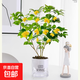 水培桂花盆栽樹(shù)苗水養植物四季桂花鮮切花濃香型室內好養綠植花卉 水培桂花+自動(dòng)吸水盆+營(yíng)養液 30-40cm