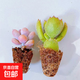 【招財(cái)進(jìn)寶多肉】錢(qián)串吸財(cái)樹(shù)桃蛋吹雪之松錦精選系列好養(yǎng)基地直發(fā) 桃蛋+熊童子