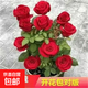 玫瑰老樁花苗室內外盆栽地栽陽臺四季開花好養(yǎng)易活花卉月季苗秧 紅玫瑰【3顆】+肥料