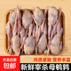 母鵪鶉 農家散養大鵪鶉肉新鮮冷凍白條母鵪鶉燒烤煲湯食材 鵪鶉20只 約2800g