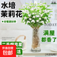 【凈化空氣】茉莉花盆栽濃香型土培室內水培驅蚊四季好養綠植花卉 推薦款：15天爆香【6顆茉莉】比香水還香 四季開(kāi)花【驅蚊濃香A級茉莉花】