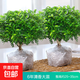 正宗清香胡椒木盆栽花卉室內外驅蚊草植物樹(shù)苗老樁盆景九里香綠植 【6年大苗】原土發(fā)貨2棵/不含盆