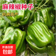 麻辣椒種子大果皺皮椒種子抗旱強(qiáng)薄皮青辣椒籽菜椒陽(yáng)臺(tái)庭院蔬菜種 麻辣椒種子 1包約100粒