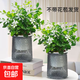 【九里香芳香驅蚊】九里香盆栽辦公室綠植室內四季花卉桌面植物 九里香原裝+輕奢煙灰自吸盆【2盆】