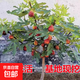 無花果樹果苗特大果波姬紅帶果矮化盆栽四季結(jié)果南北方陽臺可種植 波姬紅品種-5年苗【當(dāng)年結(jié)果】