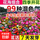 耐寒花種多年生野花組合種子四季開(kāi)花不斷花籽庭院易種活室外花卉 高發(fā)芽率：混色野花組合種子半斤
